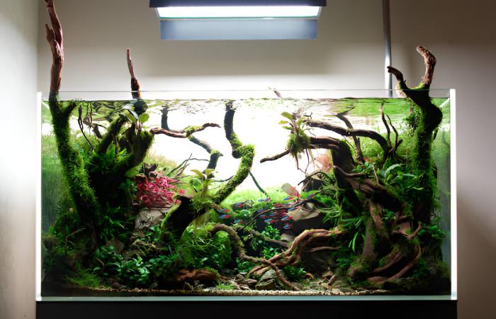 20 Gallon Fish Tank Available in Walmart & Amazon