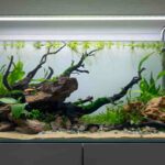 20 Gallon Fish Tank - Everything You Need to Know