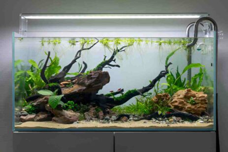 20 Gallon Fish Tank - Everything You Need to Know