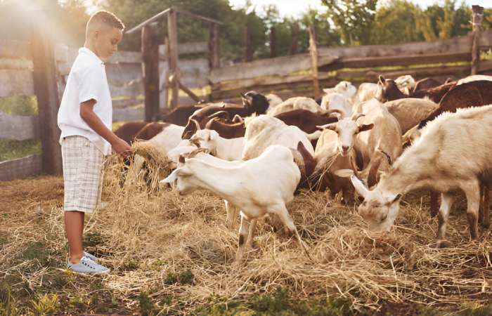 The Bond with the Natural and the Animal World